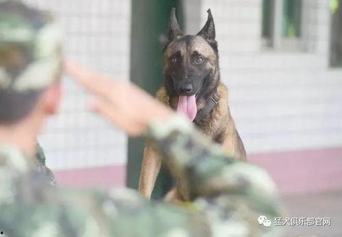 娱乐吃瓜酱缉毒犬,揭秘缉毒犬的神秘世界